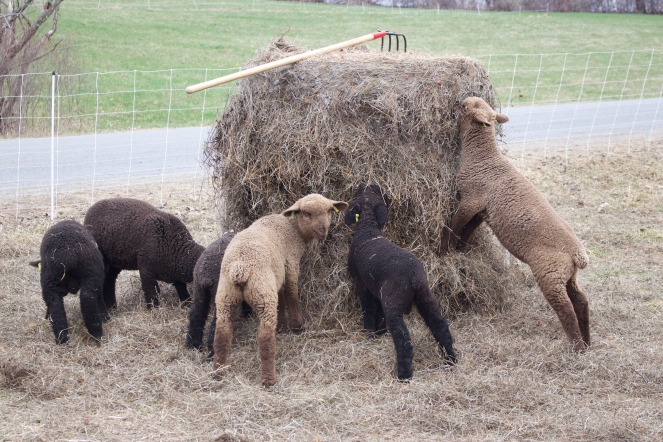 Lambs at Elihu Farm, Photo courtesy David Arellanes, 2015