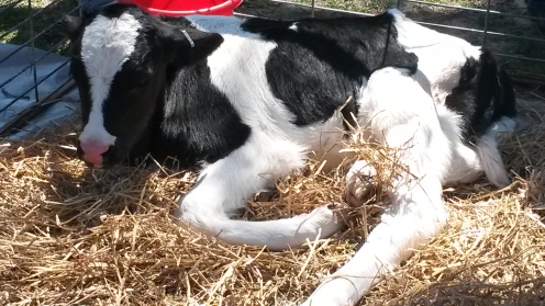 Baby Calf, 2016